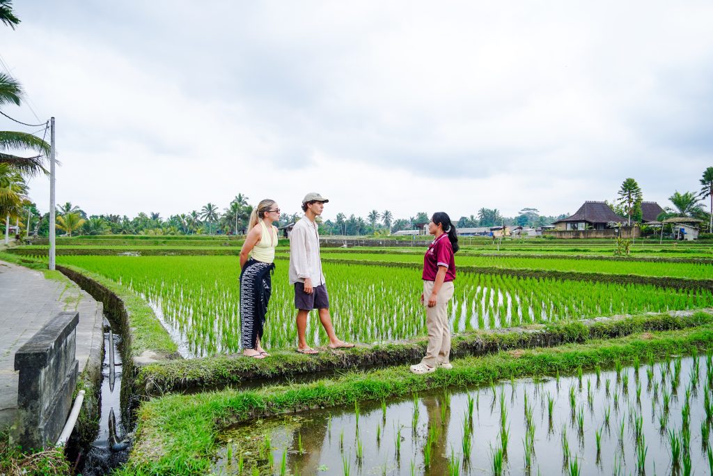 Travelers enjoying rice field walk in Sebatu Village Bali